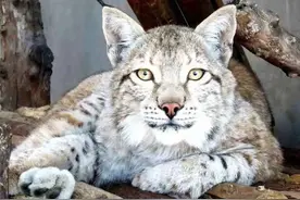 石家庄市动物园欧亚猞猁家添丁了！图片