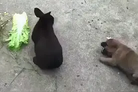 图省事将兔子和狗养在一起，再去看时都懵了：画风跑偏了吧？图片