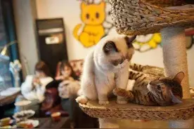 随着又一家猫咖的倒闭，几十只猫被遗弃等死图片