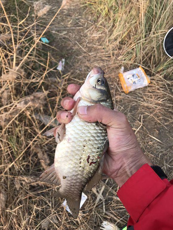 冬天野钓几款口很好的饵料配方分享，成本不贵，做一次用三月