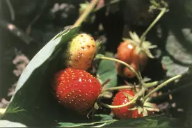 疫情下丰收压力大 澳洲草莓农场主鼓励人们拖家带口来采摘图片