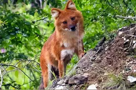 西藏多地出现豺群，围攻两只野猪，就要得手时，秃鹫飞来帮忙图片