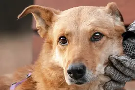 狗狗收容所里盼来原主人，本以为主人来救它，没想到他领养别的狗图片