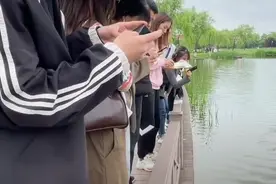 成精了？长沙景区鼠群下水捕鱼走红网络，管理方：已投放鲜老鼠药图片