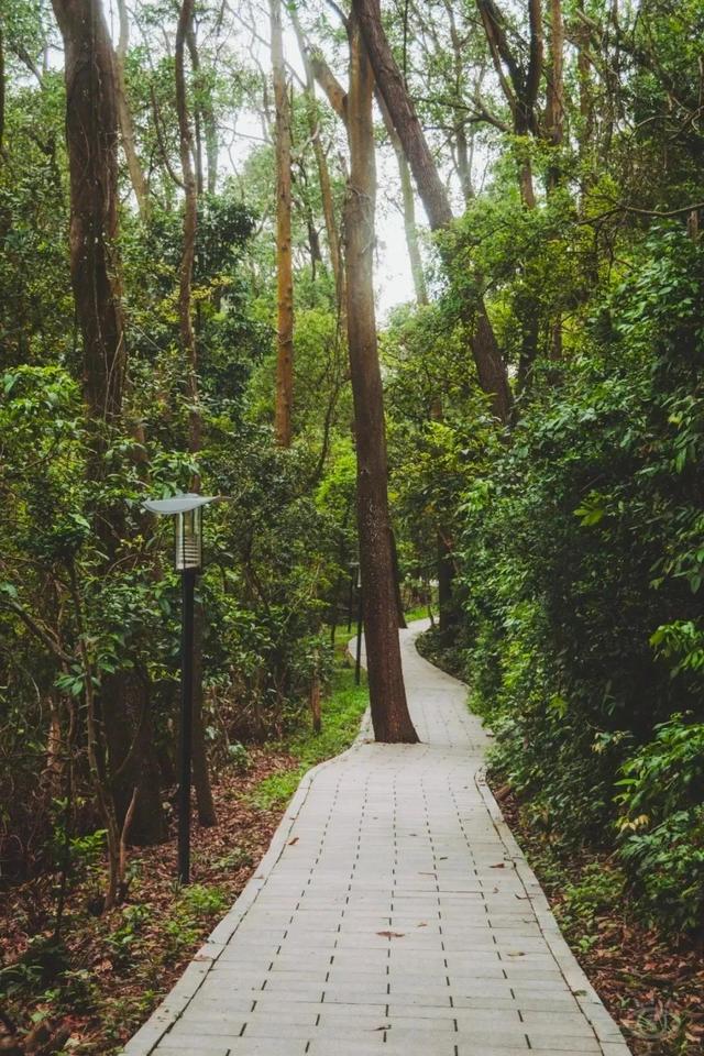 深圳值得征服的10座山，你去过几座？