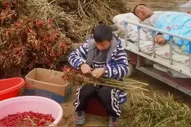 （视频）@太原人！10岁男孩推瘫痪爸爸摘辣椒补贴家用，爸爸：让人心酸图片