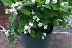 10月养茉莉花，扦插还来得及，注意“2个细节”，枝叶茂、开花旺图片