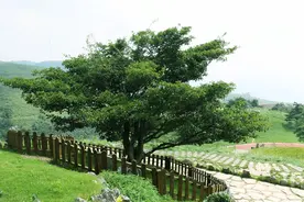 农村故事：半山腰上的山楂树图片