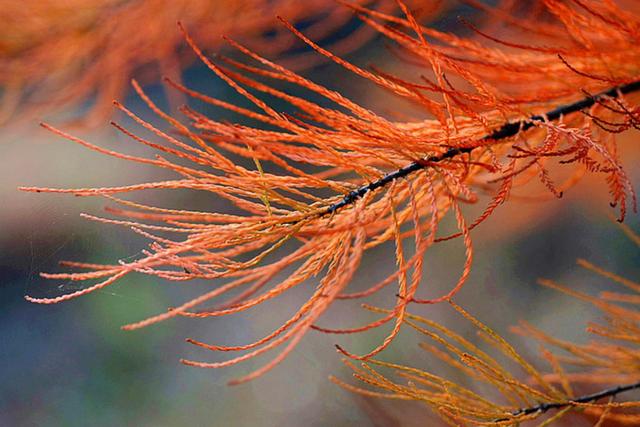 只有10%广东人才知道的粤北“云海天池红叶”，让人一眼沦陷