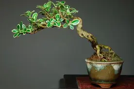 六月雪盆栽，造型奇特，在手掌里可以当小盆景玩耍图片