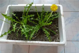 这3种“野菜”，再不用去郊外挖，一个花盆就种出来，随吃随摘图片