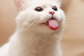 老话说：老虎舔一下一块皮掉下是真的吗？一文了解猫科动物的舌头图片