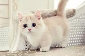 剩茶叶就行！手把手教你清理猫毛图片
