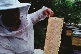 “牧蜂女的春天”一个养蜂女人的心里话图片