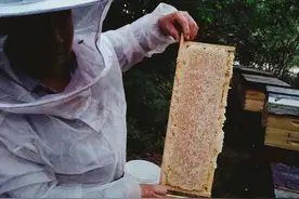 “牧蜂女的春天”一个养蜂女人的心里话图片