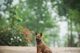 狗狗临死前，离家出走不连累主人，找到它后，画面让人落泪了图片