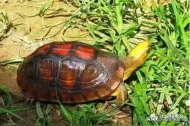 保护“断板龟”，绿会收到河南罗山志愿者中华保护地建设申请图片