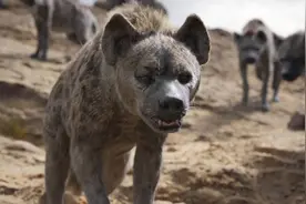 强似猎豹的斑鬣狗，能把它驯来看家护院吗？图片