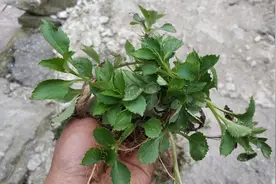 在我吃过的众多野菜中，我觉得这3种野菜堪称真正的美味图片