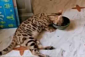 44岁陆毅晒宠物，俩猫据说能买台车！家装豪华连猫碗都讲究图片