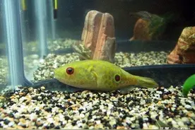 观赏鱼侧翻躺鱼缸底下是生病吗？从这方面入手检查，看它是否健康图片
