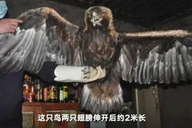 黑龙江男子放羊发现奇怪大鸟 竟是国家一级保护动物金雕图片