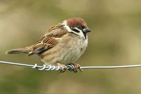 麻雀虽小亲戚忒多，颜值各异的27种麻雀||生物相册图片