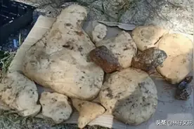 有人在沙滩捡到12块石头，价值近百万！有人却没有这么幸运图片