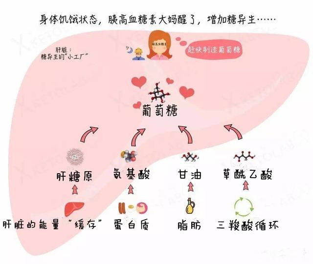 蛋白质大学问，天天都在谈的蛋白质，今天就来认识下