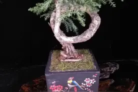 不老松，也有人叫它做澳洲杉图片