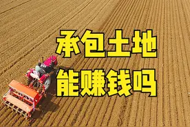 种田大户算了一笔账：租金800元，种小麦和玉米，看看靠什么赚钱图片