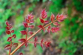 “世界上没有完全相同的两片树叶”的寓意图片