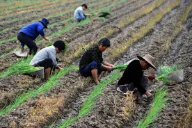 大葱移栽：有“4怕”，前期重视不足，后期麻烦大图片