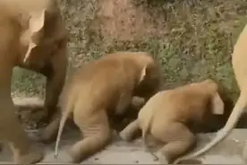 可爱温柔的大象，打起架来大地都会抖三抖图片