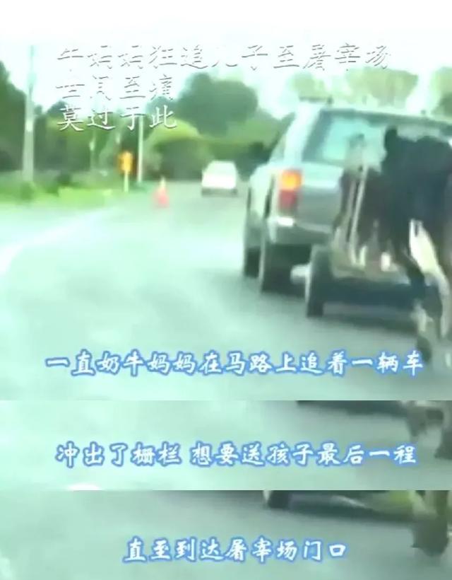 九个震撼人心的真实故事：动物母爱不输人类，看得人落泪