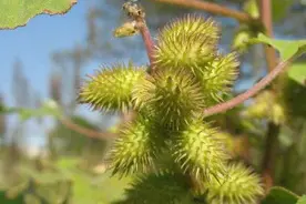 想要不花钱买药养好鸡？利用好"苍耳子"，农村遍地都是图片