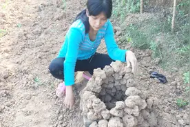 小兰教你们搭窑，窑红薯，鸡都可以窑，一点点的搭像座山样视频封面
