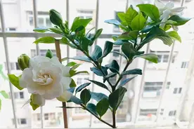 盆栽栀子花，常灌一种肥水，根不烂叶不黄苞不掉，蹭蹭开花图片