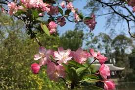 人间四月浣花行，跟着古诗词寻花成都图片