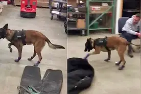 反差萌！警犬穿新鞋之后腿脚不受控，外表虽帅气，内心已萌蠢……