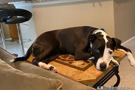 狗狗超爱爬到高处看主人，因为它竟坚信自己是只猫...图片