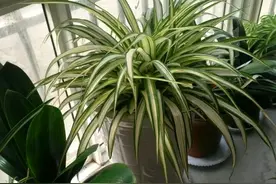 好高兴，吊兰终于有花苞了，怎么养快速抽枝开花？图片