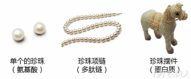 鱼蛋白神乎其神，到底是个什么鬼？与其他肥料的区别是什么？