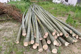 500多根毛竹只卖了1500块钱，看完你就知道农村最缺什么了图片