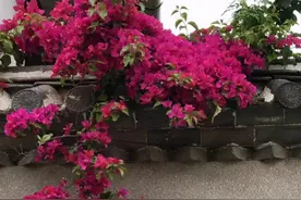 5种爱晒太阳的花卉，越是暴晒，开花就越多图片