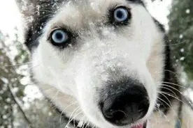 动物神奇，在哪里图片