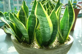 虎皮兰叶子干枯怎么抢救，只需两步就能重新长得又状又大，超好看视频封面