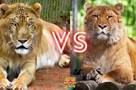 狮虎兽vs虎狮兽，谁才是最强大的杂交猫科动物？图片