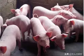 猪肉还能恢复10元1斤？两年后跌成白菜价？“北大屠夫”这样说图片