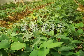 购买滇银花3号种苗时请擦亮眼睛，谨防买到假苗导致损失图片
